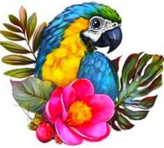 Попугай - попугай, ара - оригинал