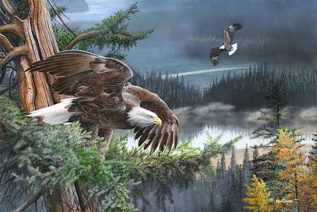 №2559615 - орлы, птицы, природа - оригинал