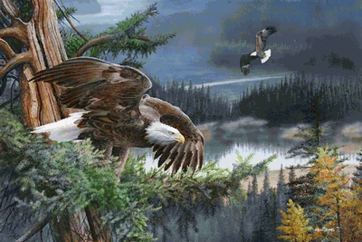 №2559615 - птицы, природа, орлы - предпросмотр