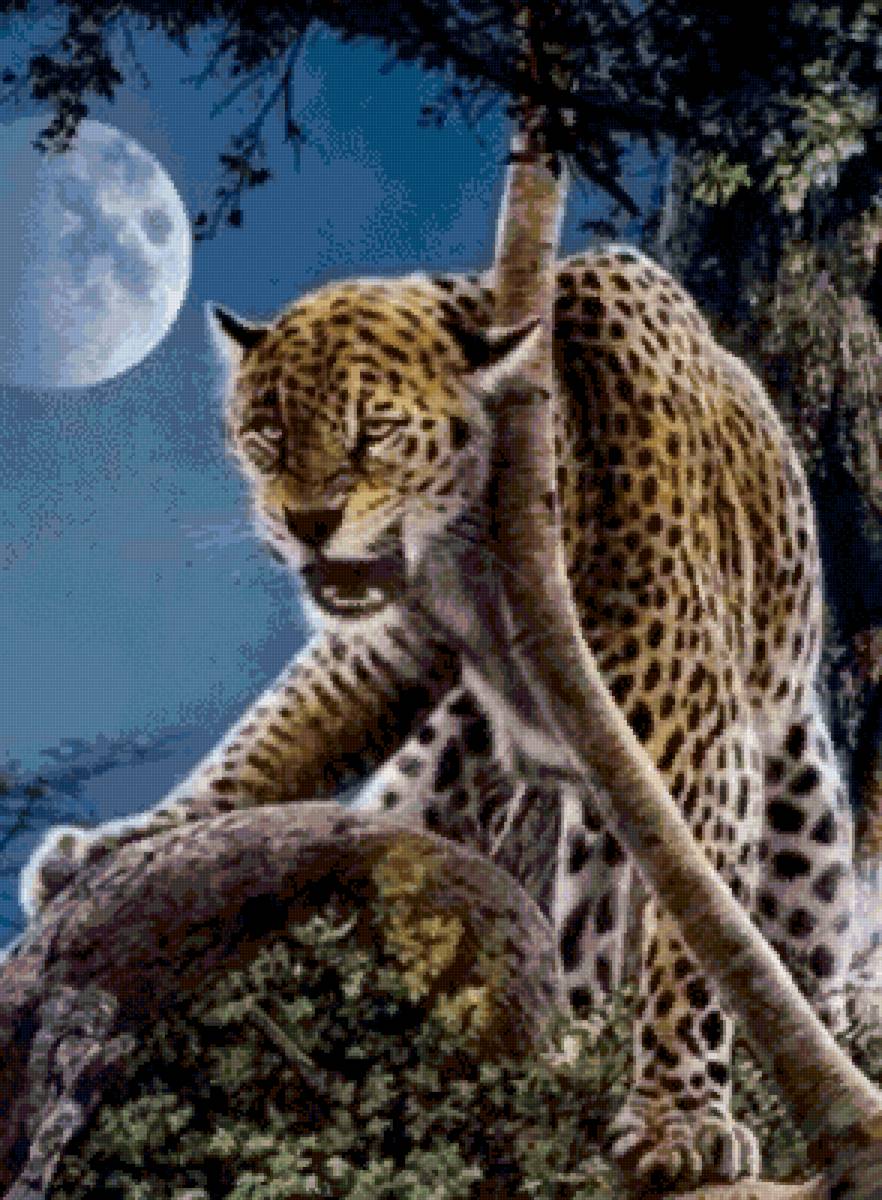 №2559652 - леопард, природа, животные - предпросмотр