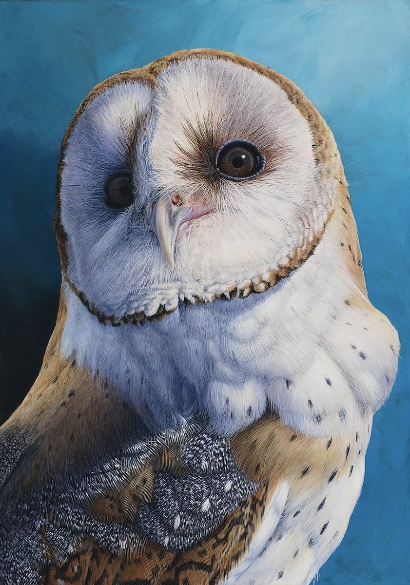 ночная птица - птицы, сова - оригинал