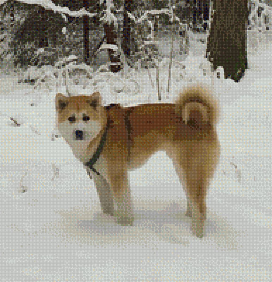 Акита-ину - акита, акита-ину - предпросмотр