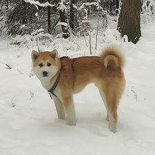 Схема вышивки «Акита-ину»