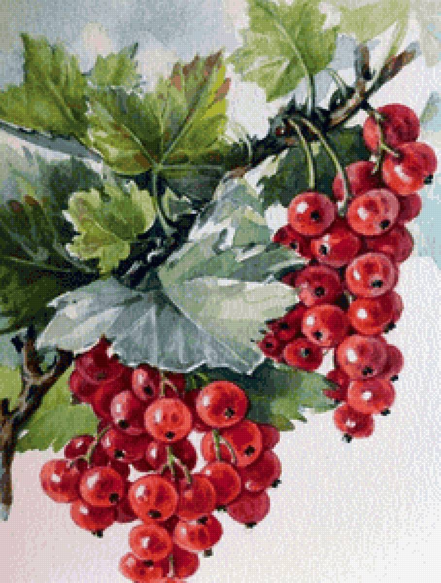 Красная смородина - смородина, ягоды, лето - предпросмотр