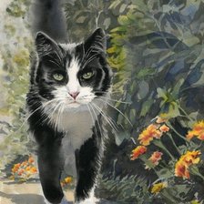 Котик. Яна Мовчан