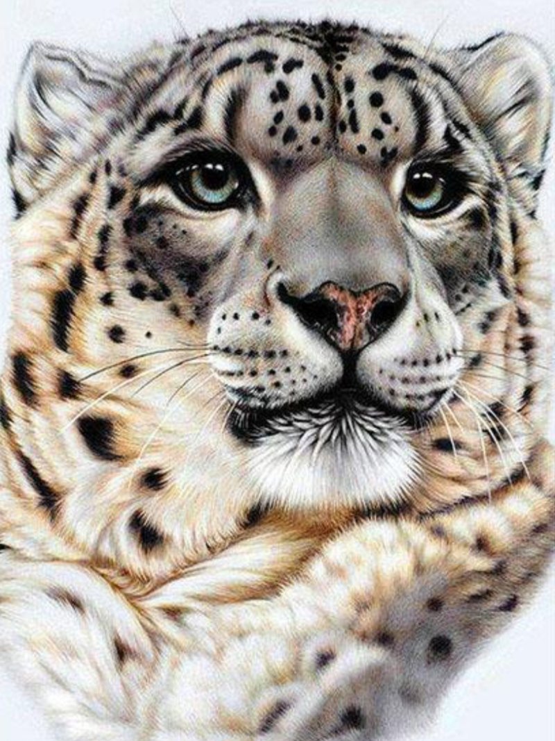 Ирбис - снежный барс, кошка, ирбис - оригинал