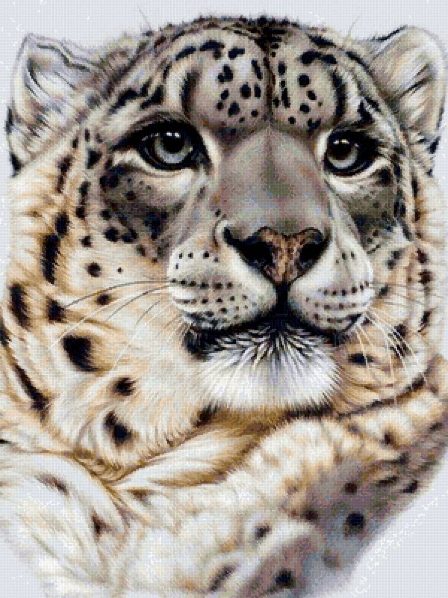 Ирбис - кошка, ирбис, снежный барс - предпросмотр