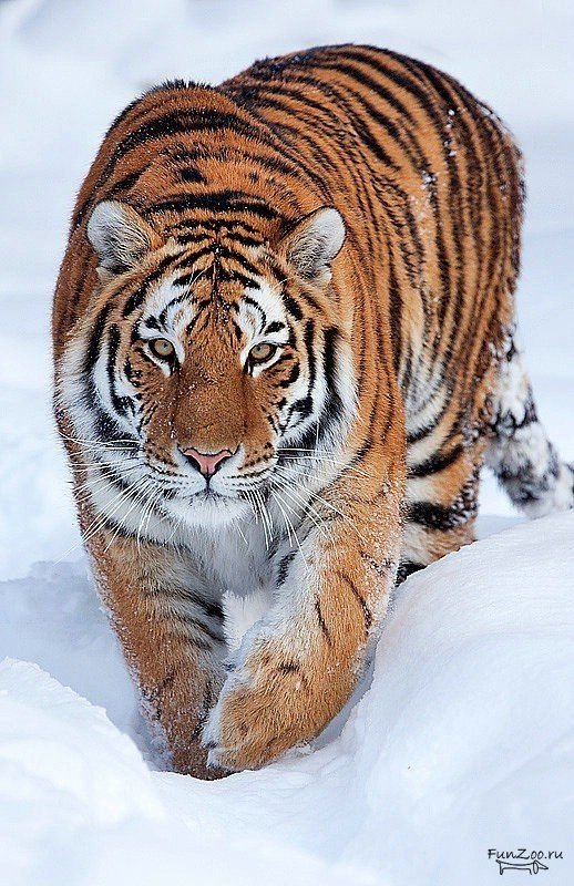 №2561202 - оригинал