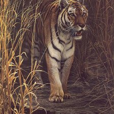 Схема вышивки «Тигр. Роберт Бейтман»