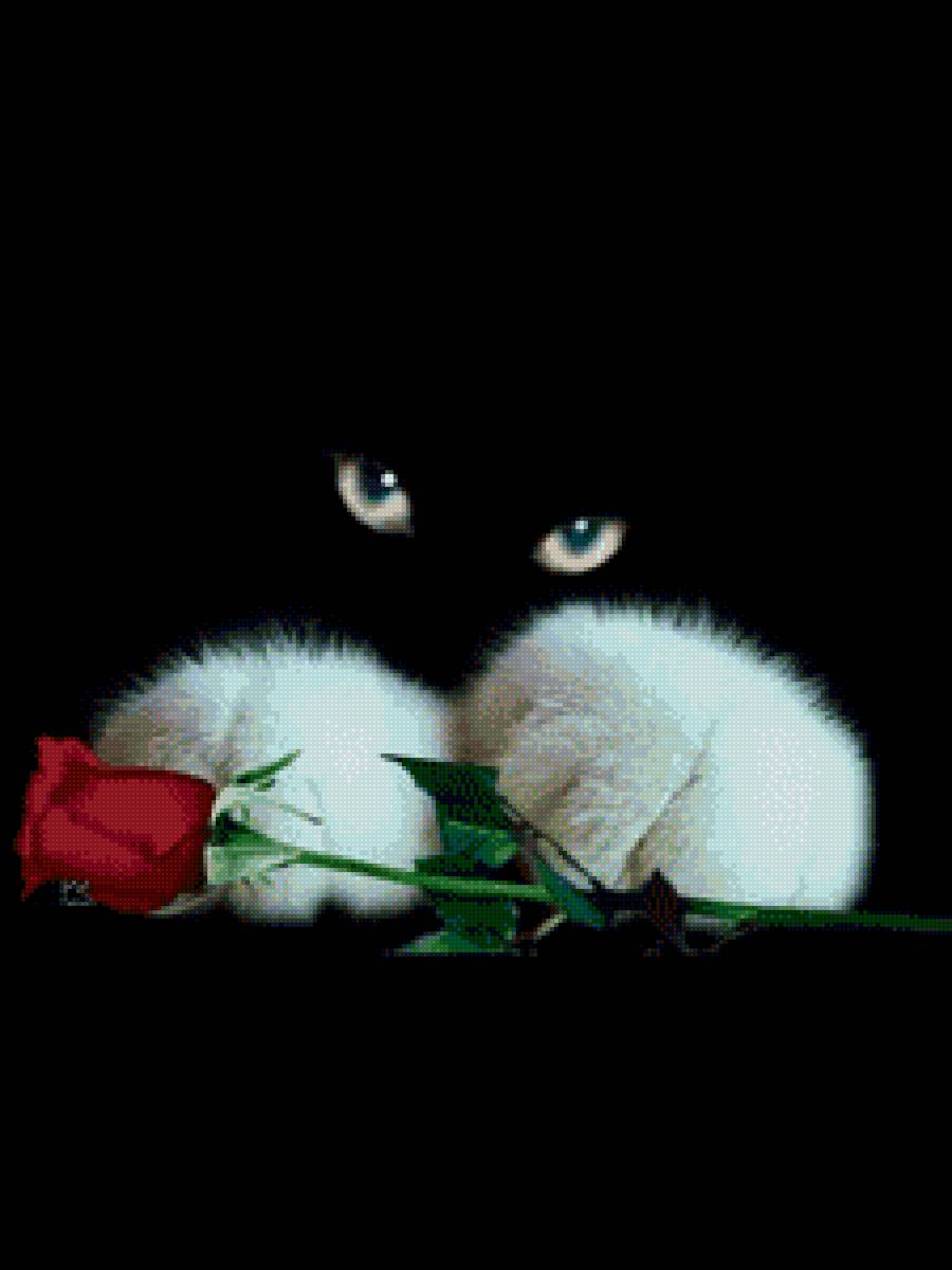 Признание - роза, кот - предпросмотр