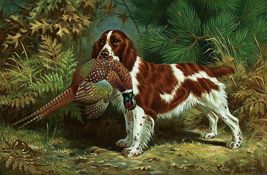 №2561637 - животные, природа, охота, собака - оригинал