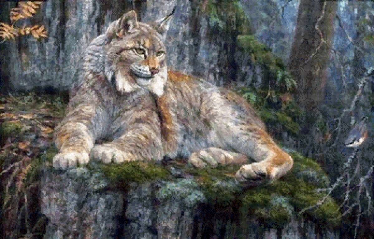 №2562036 - животные, рысь, природа - предпросмотр