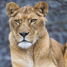 Схема вышивки «Львица»