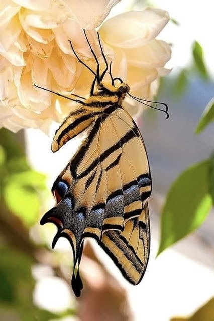 бабочка красавица - цветок, бабочка - оригинал