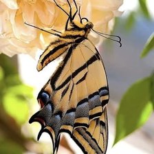 бабочка красавица
