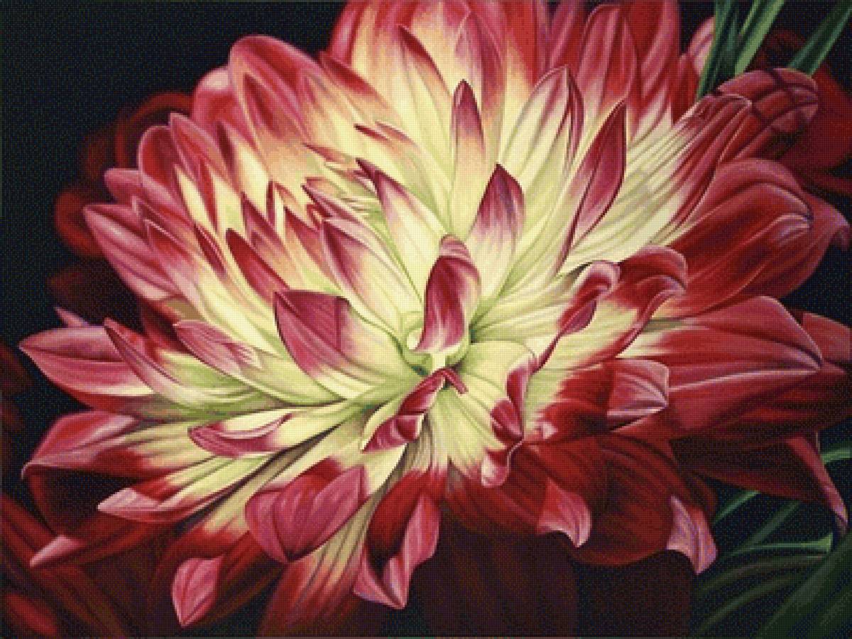 Георгин - цветы, растения - предпросмотр