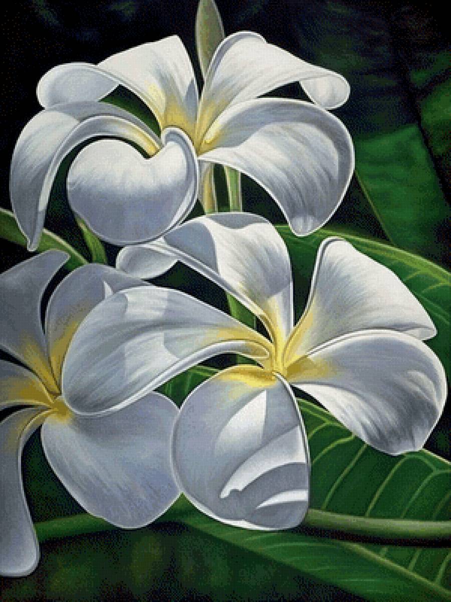 Красивый белый - растения, картина, природа, цветы - предпросмотр