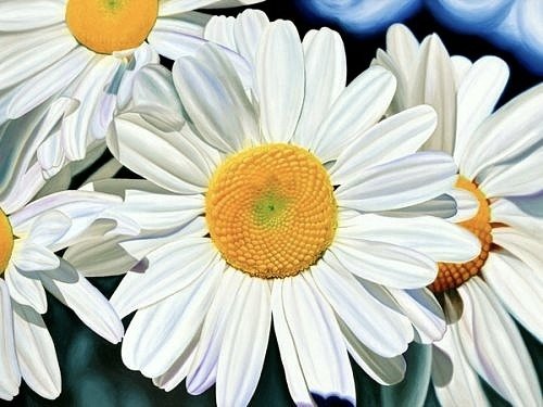 ромашка - цветы, растения - оригинал