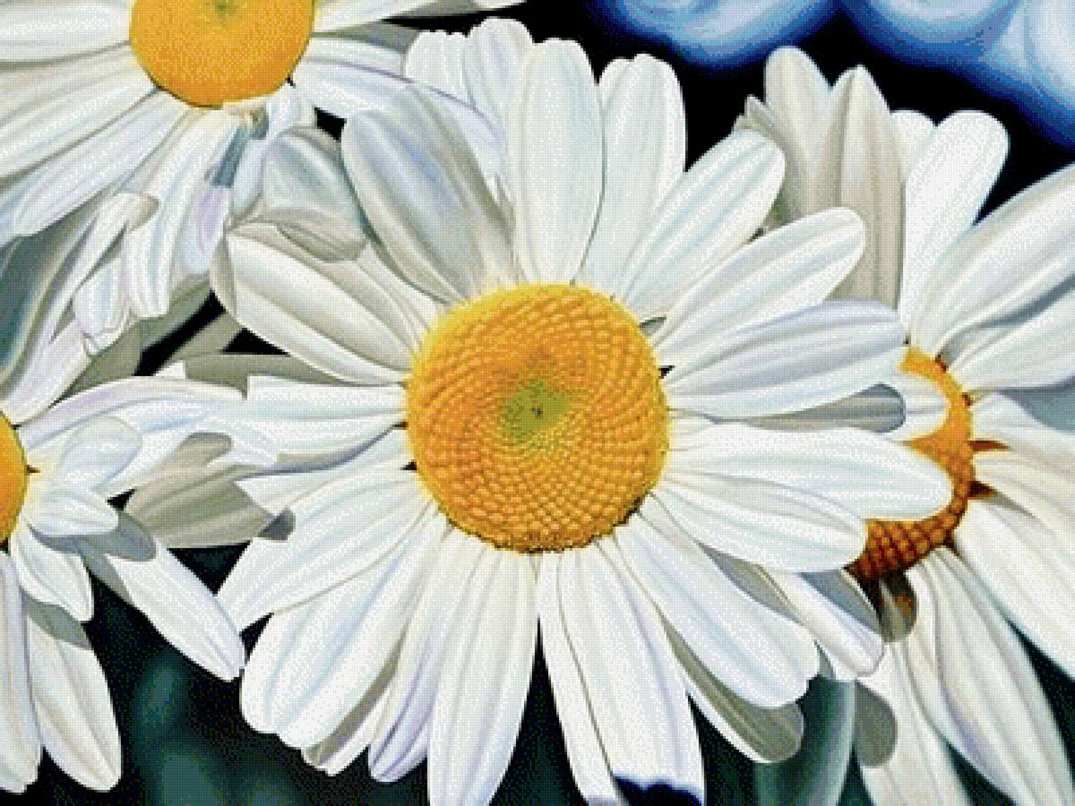 ромашка - цветы, растения - предпросмотр