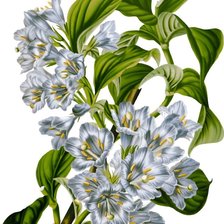 Схема вышивки «№2563618»