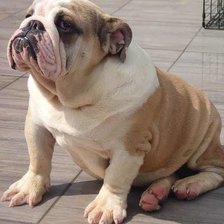 Схема вышивки «Bali 2»