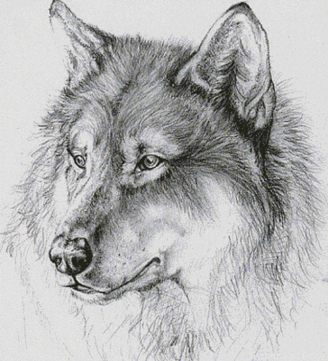 Рисунки. Рисунки Волков карандашом. Волк карандашом. Волк эскиз. Волк набросок.