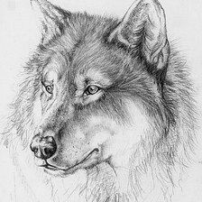 Оригинал схемы вышивки «Волк. Набросок» (№2565412)