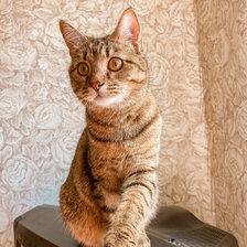 Схема вышивки «Толя»