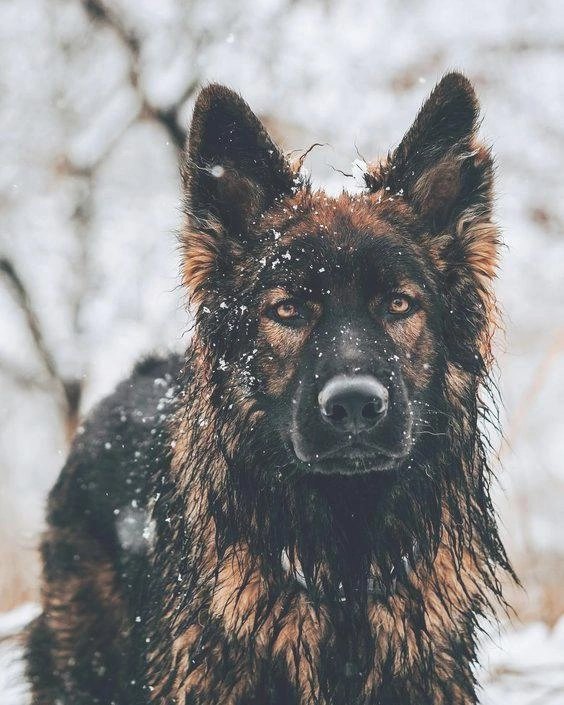 Немецкая овчарка - породы собак - оригинал