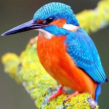 Схема вышивки «птичка, пнк»