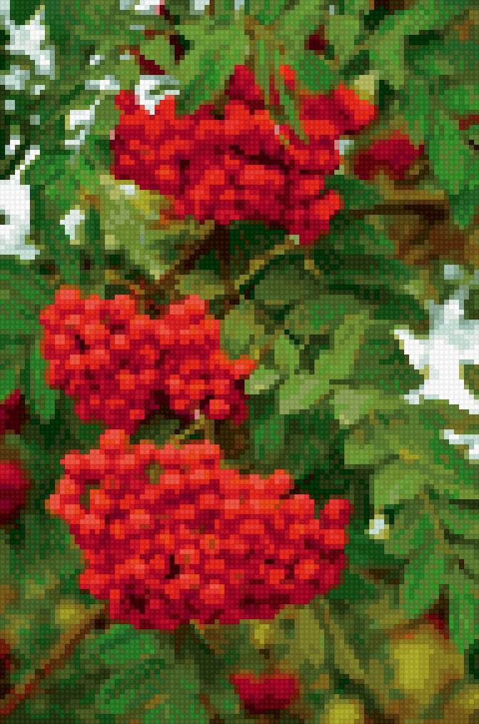 Рябина - предпросмотр