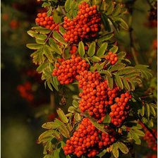 Схема вышивки «Рябина»