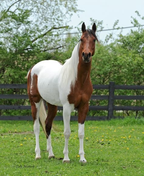 Лошадка - лошадь, природа - оригинал