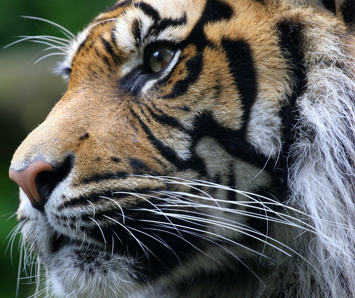 Тигр - оригинал