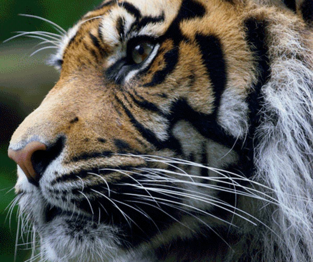 Тигр - предпросмотр