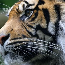 Схема вышивки «Тигр»