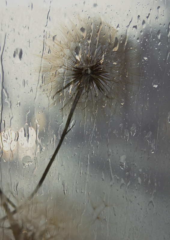 Про дождь - дождь, одуванчик - оригинал