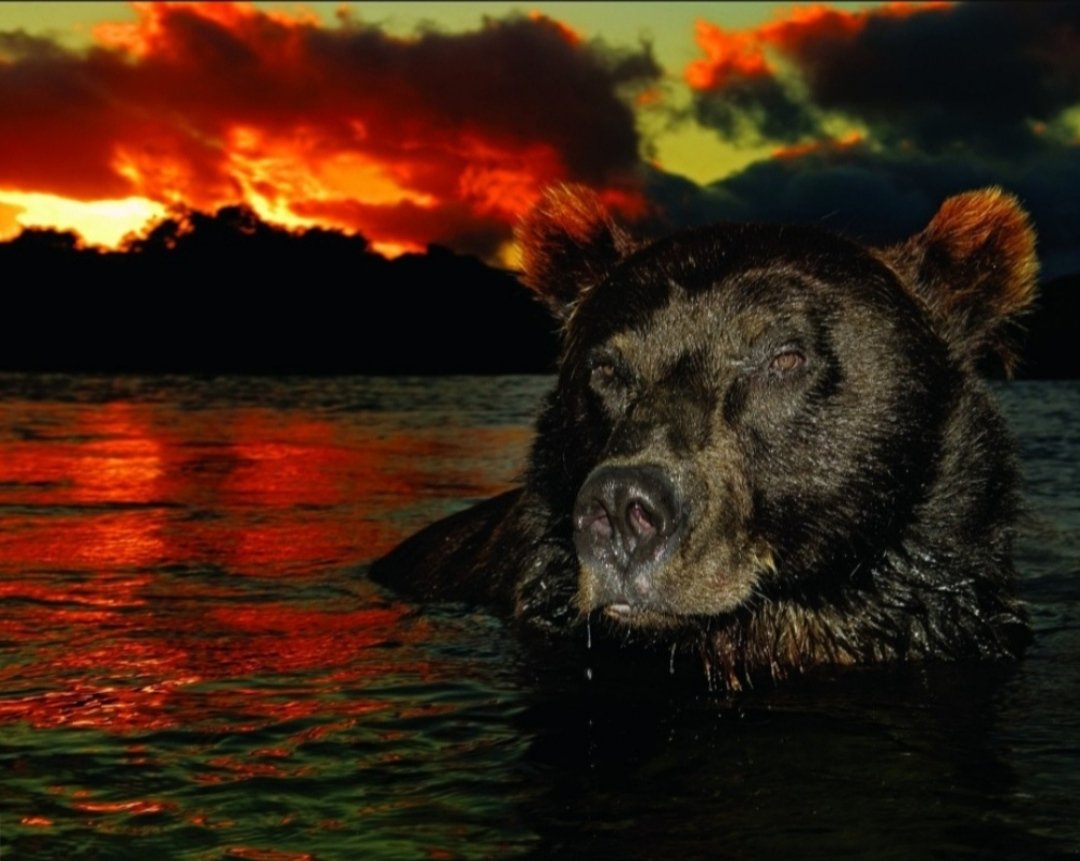 Медведь на закате - бурый медведь, закат, барибал, купание, черный медведь, медведь - оригинал