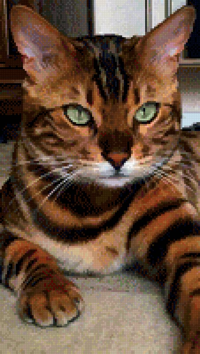 Котик - животные, котик - предпросмотр