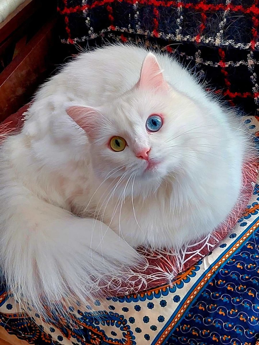 Жёлтый глаз, голубой глаз - кошка, кот - оригинал