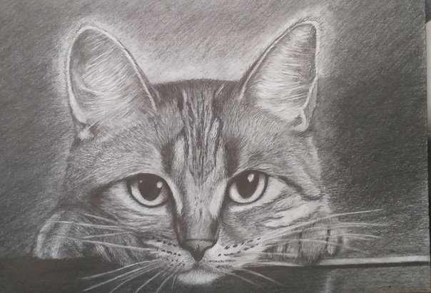 кошка монохром - оригинал