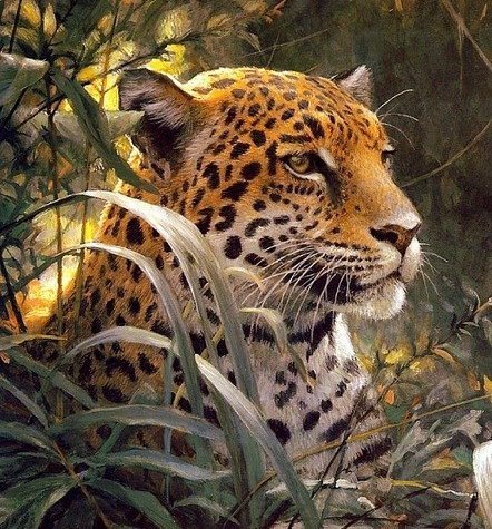 №2570566 - животные, леопард - оригинал