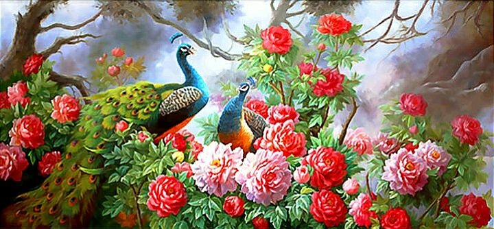 №2571725 - птицы, пара, павлины - оригинал