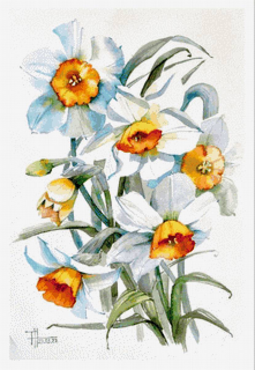 Акварельные нарциссы - нарциссы, цветы, живопись - предпросмотр