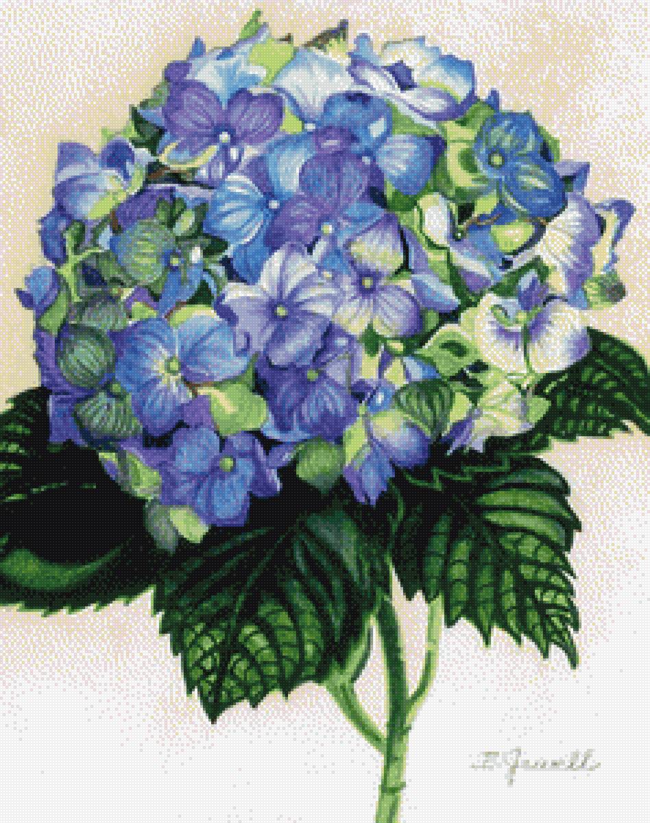 Гортензия - цветы, гортензия - предпросмотр