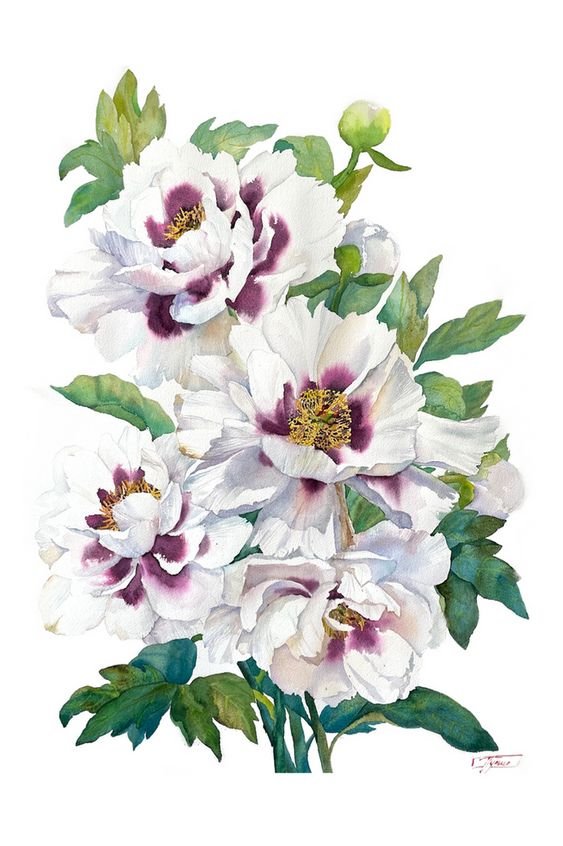 Пионы - живопись, пионы, цветы - оригинал