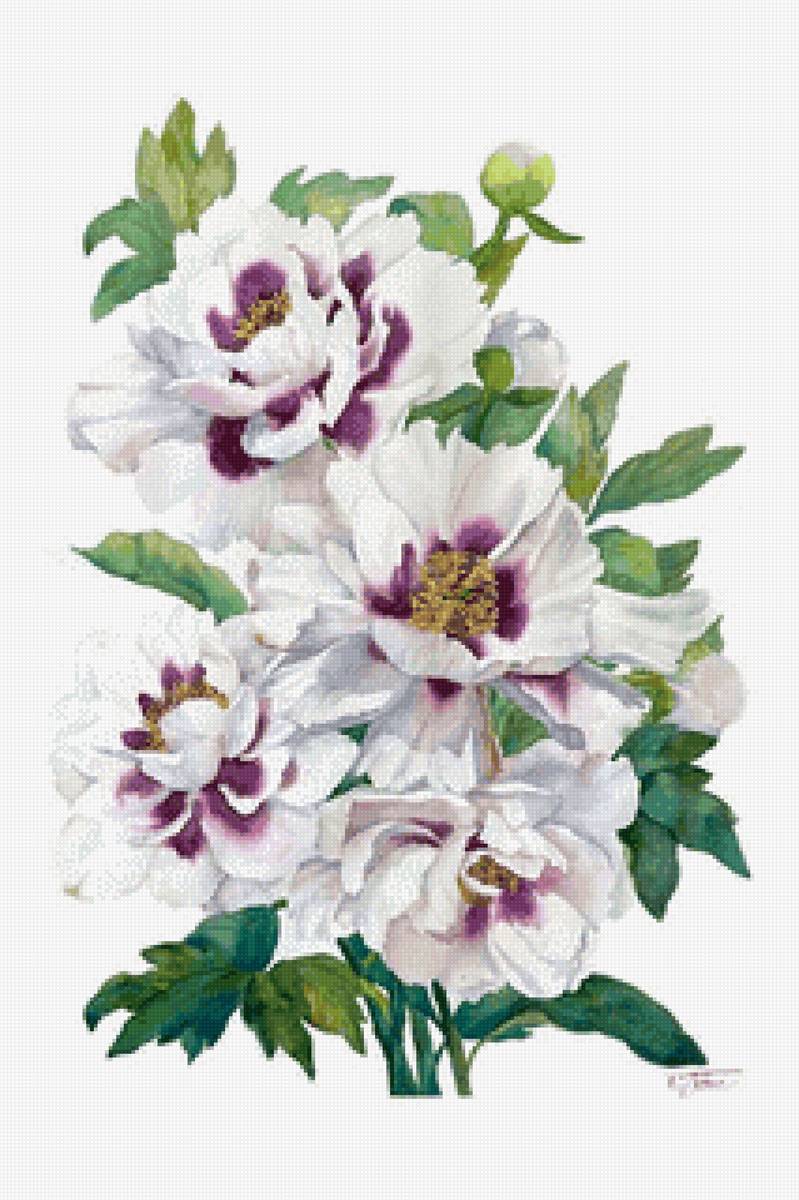 Пионы - цветы, живопись, пионы - предпросмотр