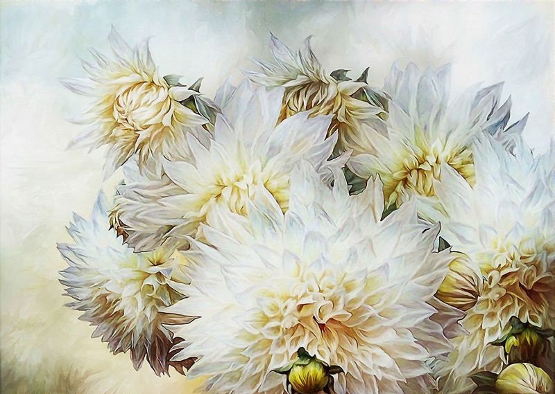 Георгины - георгины, цветы - оригинал