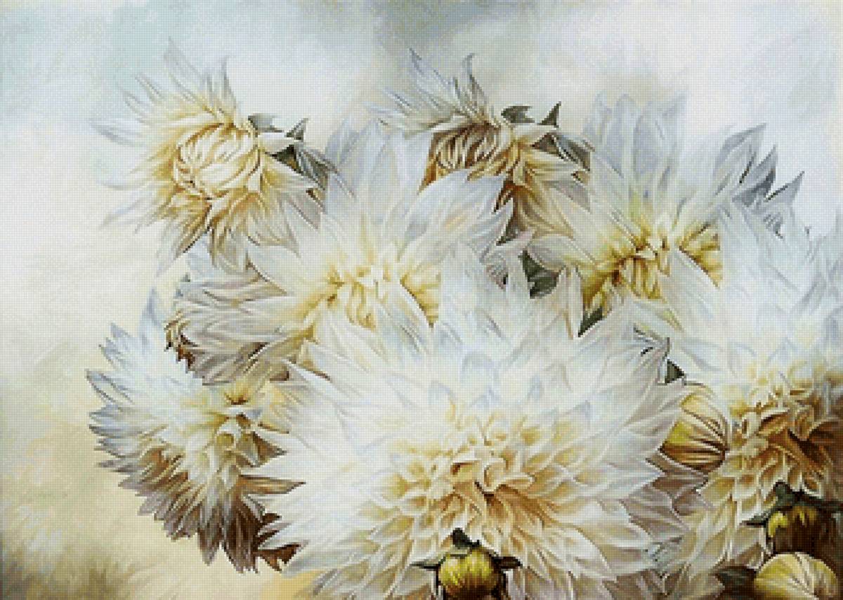 Георгины - цветы, георгины - предпросмотр