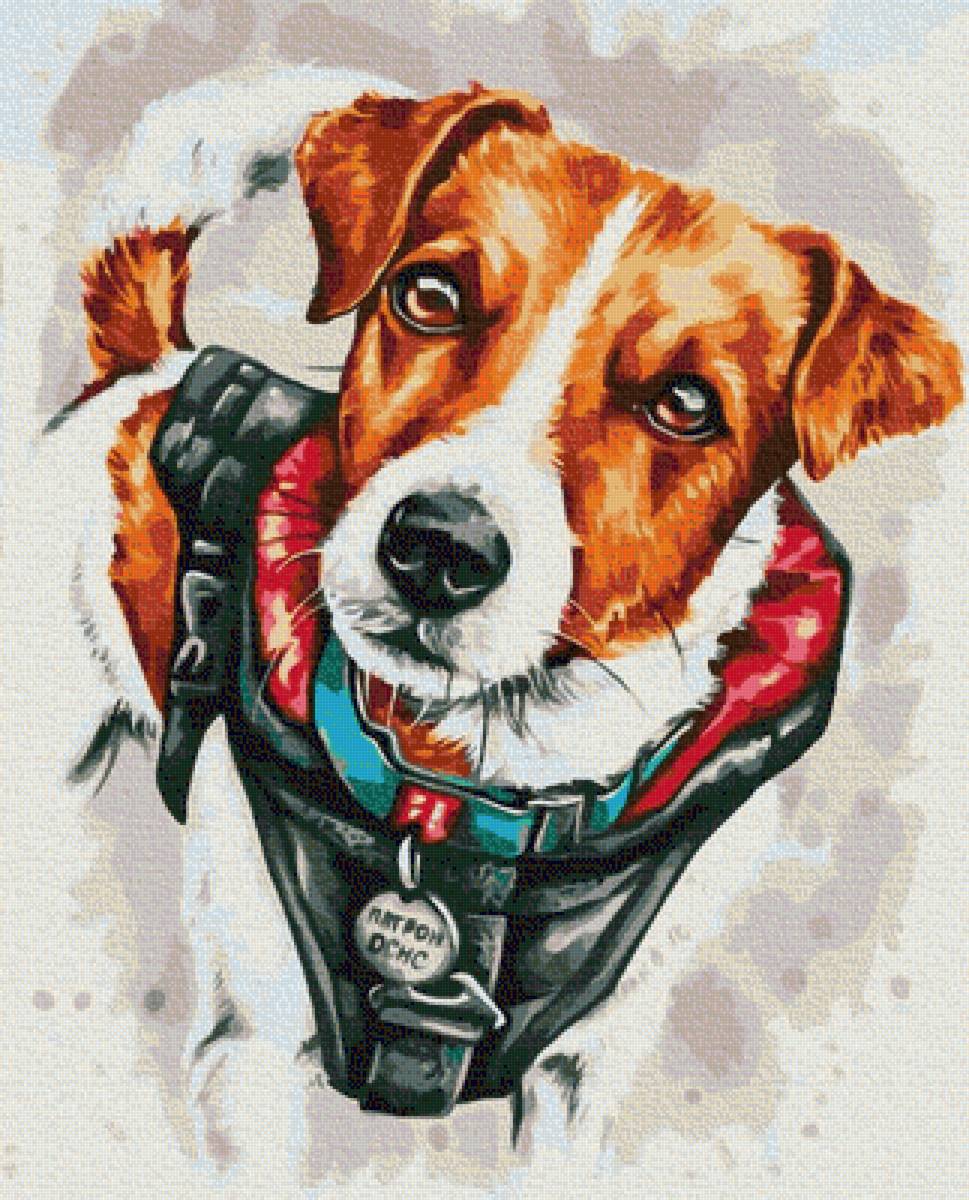 Патрон - собаки, животные, пес - предпросмотр